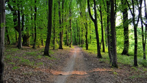 Las, zdjęcie podglądowe