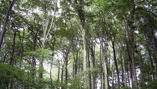 KSZNOŚiL na temat "przywracania przyrody do naszego życia"