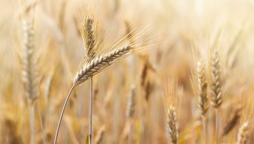 Polska notuje rekordowe zbiory zbóż