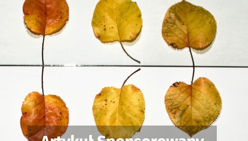 Jak sprawdzić czy logotyp jest oryginalny?