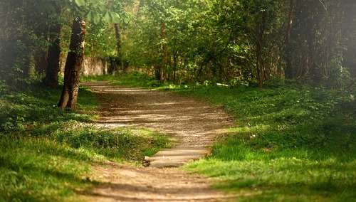 Las. Ilustracja poglądowa