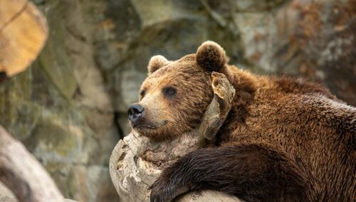 zdjęcie ilustracyjne