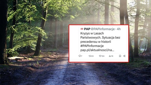 Las. Ilustracja poglądowa