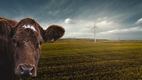 Krowa, turbina wiatrowa