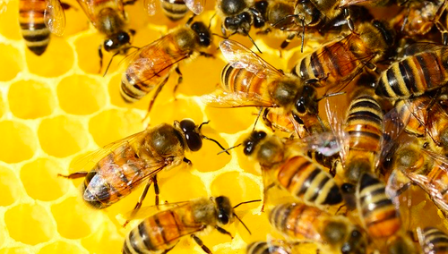 Zabili nawet milion pszczół! Do 21 uli wlali substancję ropopochodną