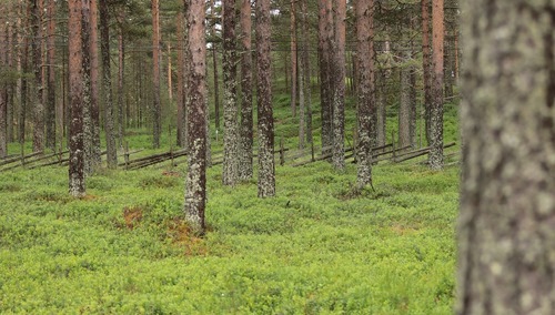 Las - zdjęcie poglądowe
