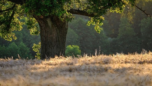 Drzewo - zdjęcie poglądowe