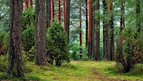 Leśnicy z NSZZ „Solidarność”: Z trwogą patrzymy w przyszłość