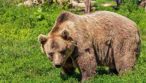 Niedźwiedź brunatny