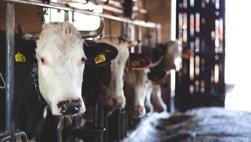 Hodowla bydła - zdjęcie ilustracyjne