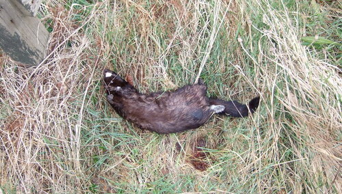 Dania: 11 milionów norek zakopano w pobliżu poboru wody pitnej. Groźba katastrofy ekologicznej