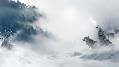 Wilki zimą - zdjęcie ilustracyjne