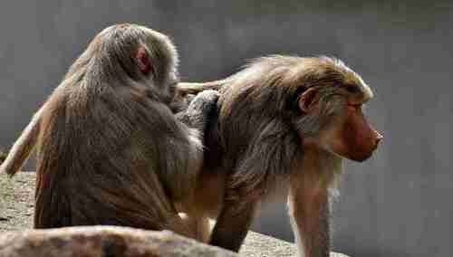 Pawiany (zdj. ilustracyjne)