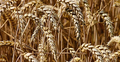 Pszenica. Zdjęcie poglądowe
