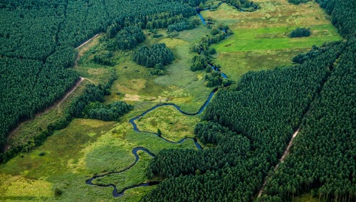 Las. Ilustracja poglądowa