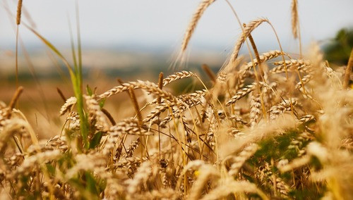 Zboże, pszenica, zdjęcie podglądowe