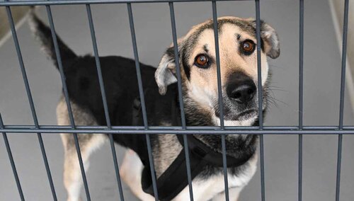 Schronisko dla psów – zdjęcie ilustracyjne