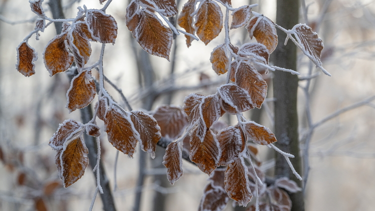 Oszronione rośliny, zdjęcie poglądowe