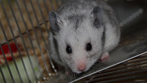 [Felieton „TS”] Cezary Krysztopa: Stary chomik