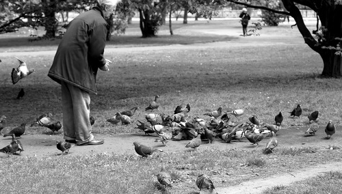 Staruszek karmiący gołębie. Ilustracja poglądowa