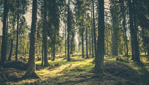 Las, zdjęcie poglądowe