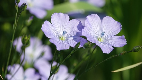 kwiat lnu - symbol pamięci o ofiarach ludobójstwa na Wołyniu i w Małopolsce Wschodniej