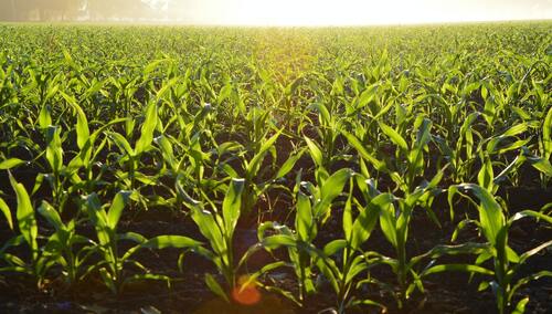 Co to są herbicydy i kiedy je stosować?