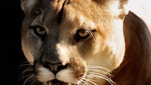 puma, zdjęcie ilustracyjne