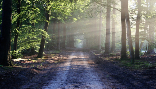 Las. Ilustracja poglądowa