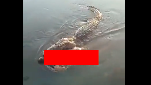 Krokodyl ciągnął po wodzie ludzkie ciało. Wszystko nagrali [Drastyczne wideo]
