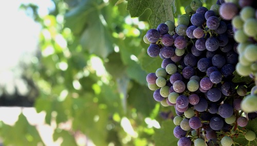 Jezus jako prawdziwy krzew winny w świetle Starego Testamentu