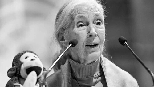 Nie żyje Jane Goodall
