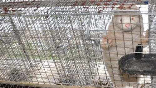 Zmutowany koronawirus w Polsce? Przebadane zostaną fermy norek