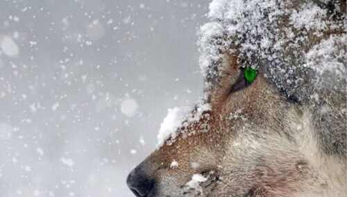 Wilk zimą – zdjęcie ilustracyjne