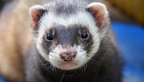 [Felieton "TS"] rosemann: Bracia mniejsi