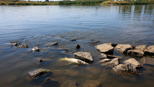 Katastrofa ekologiczna w Odrze. Śnięte ryby w okolicy wsi Cigacice (woj. lubuskie), 11 sierpnia 2022 r.