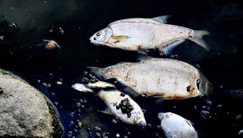 Ile ton śniętych ryb wydobyto z Odry po niemieckiej stronie? Podano dane