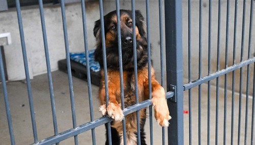 Schronisko dla psów - zdjęcie podglądowe