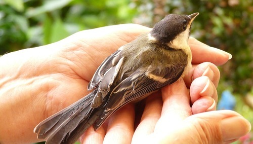 uwalnianie/zdjęcie poglądowe
