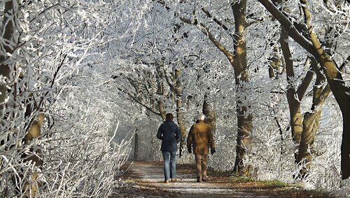 Szadź na drzewach - zdjęcie ilustracyjne