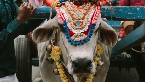 Krowa - zdjęcie poglądowe