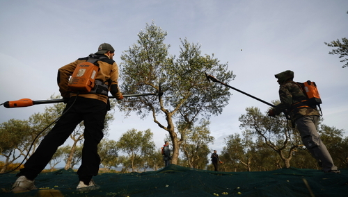 Zbiór oliwek w południowej Francji