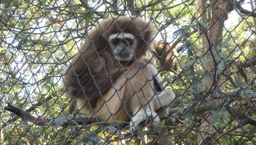 Zoo w Mikołajewie prosi o pomoc. „Ratujcie zwierzęta przed śmiercią głodową”