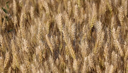 Zboże - zdjęcie poglądowe