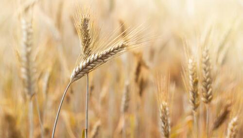 Co ze zbożem z Ukrainy? Są nowe wiadomości