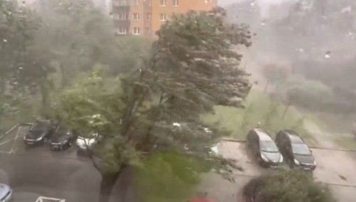 Kraków: Wiatr po prostu wyrwał drzewo z korzeniami. Jest nagranie [WIDEO]