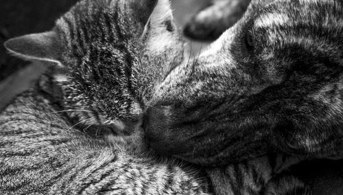 Pies i kot, zdjęcie poglądowe