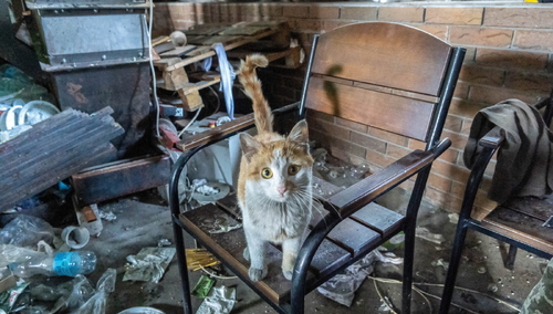 Zniszczenia wojenne w miejscowości Cirkuny w obwodzie charkowskim