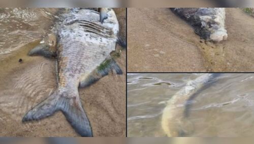 Śnięte ryby w Odrze