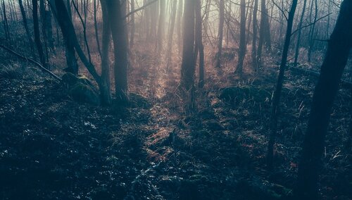 Białoruski aktywista znaleziony powieszony w parku. "To zaplanowana przez czekistów operacja"